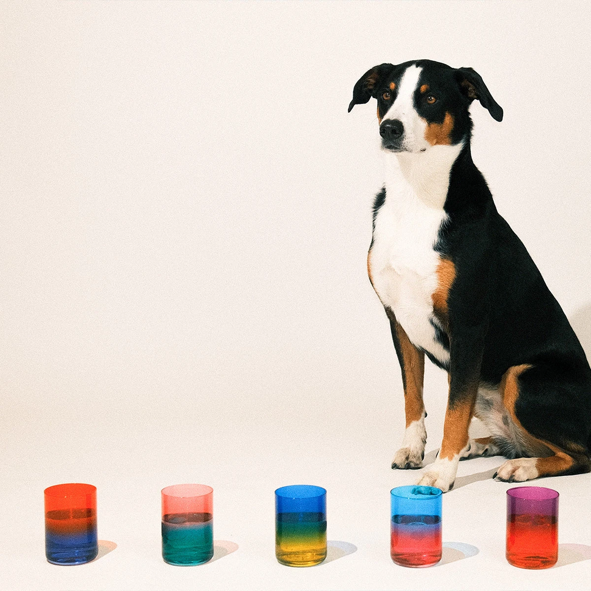 Tumbler Cameo – Bild 6