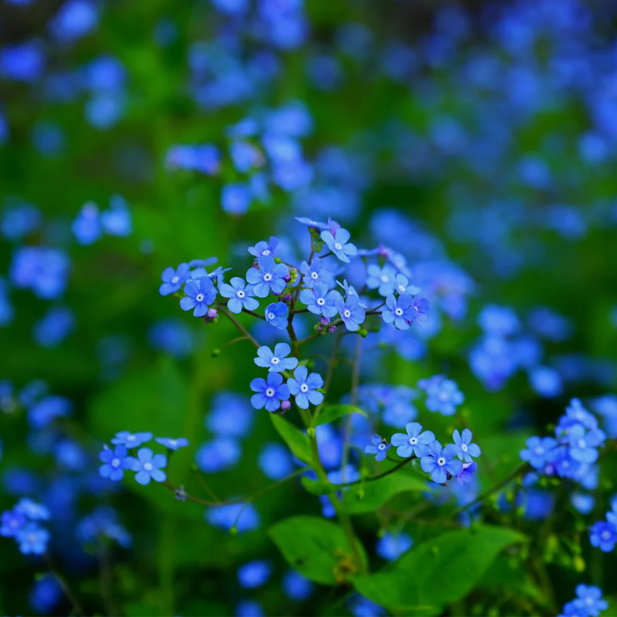 Indigo Blue Forget-Me-Not Samen – Bild 3