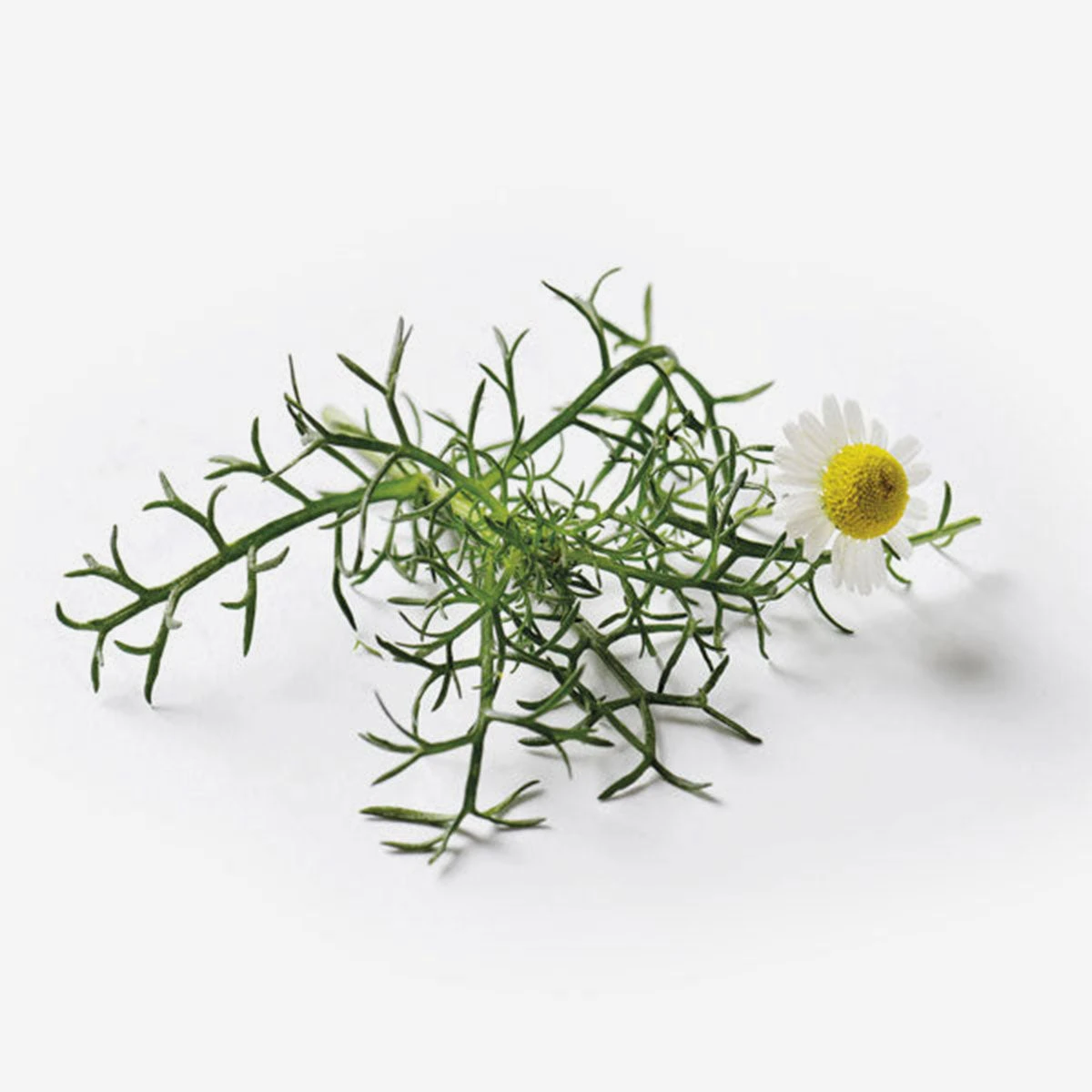Roman Chamomile Samen Für Essbare Blumen – Bild 2