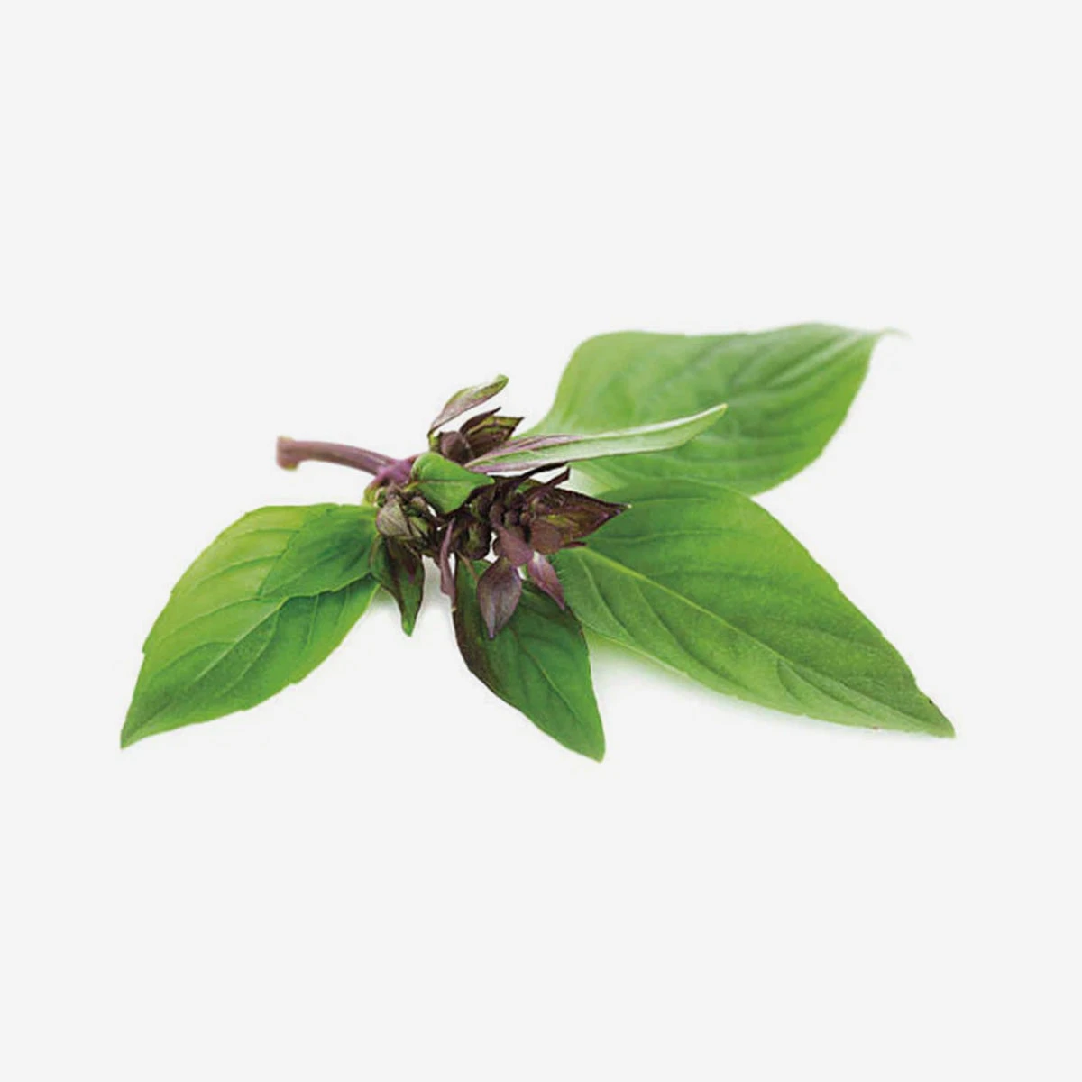 Thai Basil Samen – Bild 3