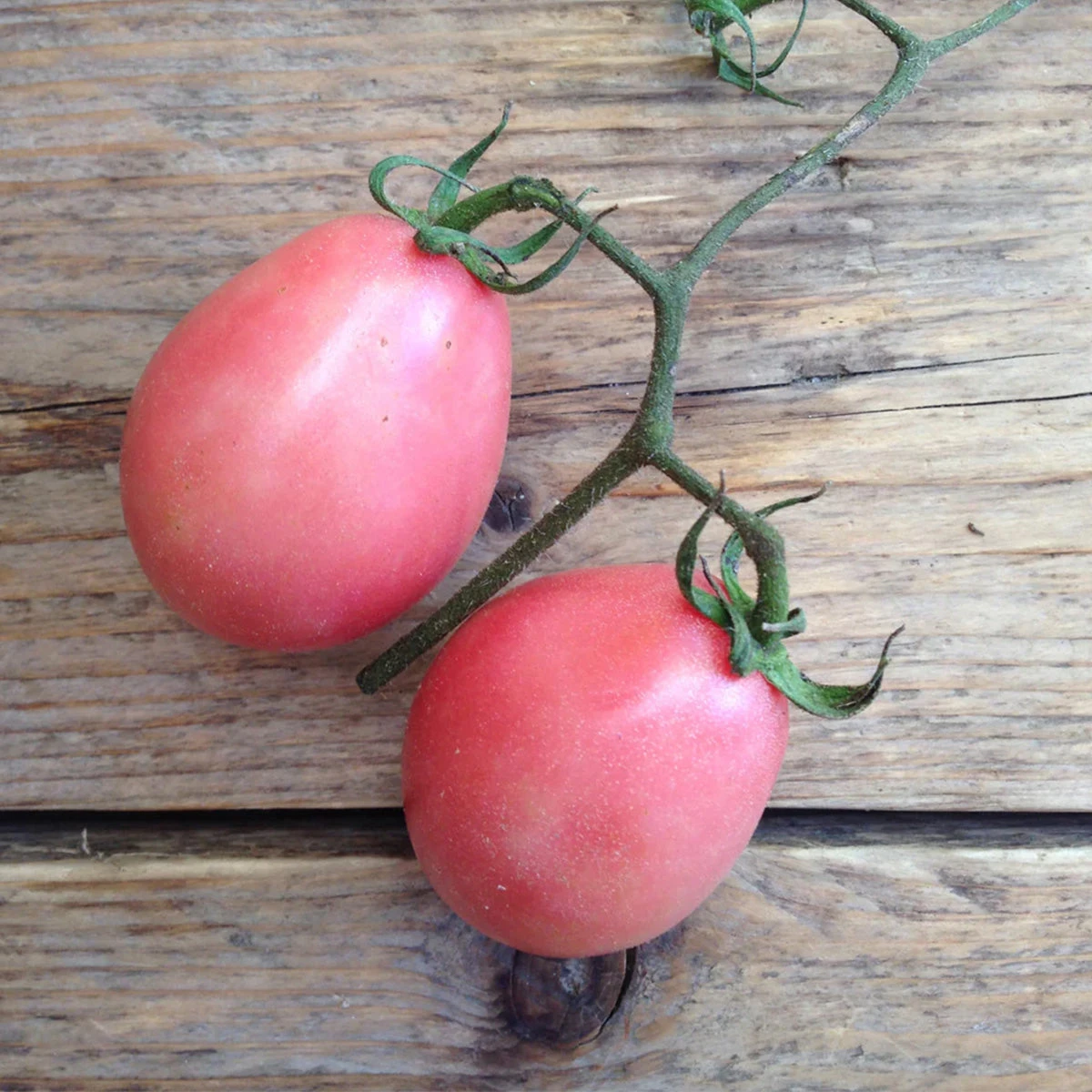 Thai Pink Egg Tamotoe Samen – Bild 3