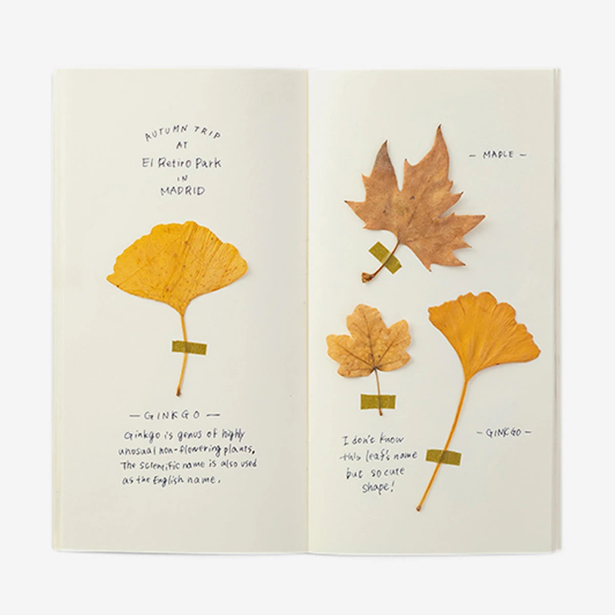 025. MD Paper Cream Refill – Bild 3